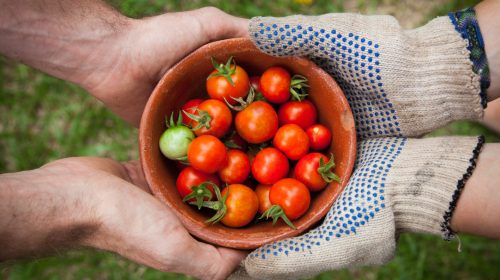Alimentos El desarrollo de la sociedad es tarea de todos